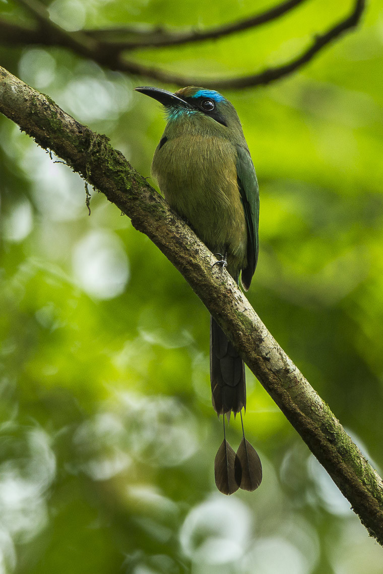 image Keel-billed Motmot